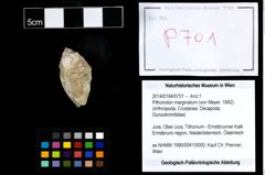 Foto (Objekt + Etikett) von Pithonoton marginatum (von Meyer, 1842)  (NHMW-GEO-2014-0194-0701)
